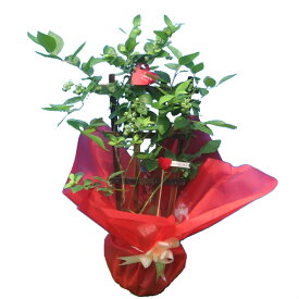 実付き ブルーベリー 5号鉢 トレリス仕立て 鉢植え 母の日 プレゼント 送料無料 鉢花 母の日ギフトフラワー 花 ギフト