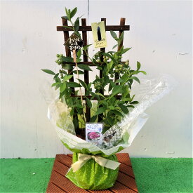 楽天市場 父の日 植木 ガーデニング 農業 花 ガーデン Diyの通販