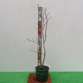 楽天市場 デューク ブルーベリーの通販