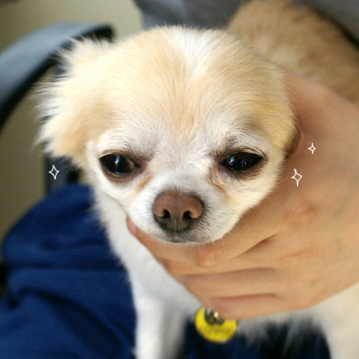 楽天市場 犬 猫 涙やけ リバージュ ナチュラルアイリフレッシュ 涙やけ 目やに グルーミング アンダーコート ケアブラシ コーム ブラッシング Icat I Dog 楽天 あす楽 翌日配送 犬の服のidog 楽天市場 犬 猫 涙やけ リバージュ ナチュラルアイリフレッシュ 涙やけ 目やに グルーミング アンダーコート ケアブラシ コーム ブラッシング Icat I Dog 楽天 あす楽 翌日配送 犬の服のidog