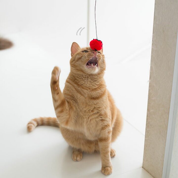 楽天市場 猫 おもちゃ Icat Flying Cat 釣りざお猫じゃらし てんとう虫ボール 猫用おもちゃ ペットグッズ ねこ ネコ 猫じゃらし 釣り竿 ねこじゃらし 猫のおもちゃ Icat Idog あす楽 翌日配送 犬の服のidog