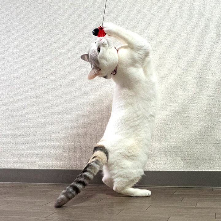 楽天市場 猫 おもちゃ Icat Flying Cat 釣りざお猫じゃらし てんとう虫ボール 猫用おもちゃ ペットグッズ ねこ ネコ 猫じゃらし 釣り竿 ねこじゃらし 猫のおもちゃ Icat Idog あす楽 翌日配送 犬の服のidog