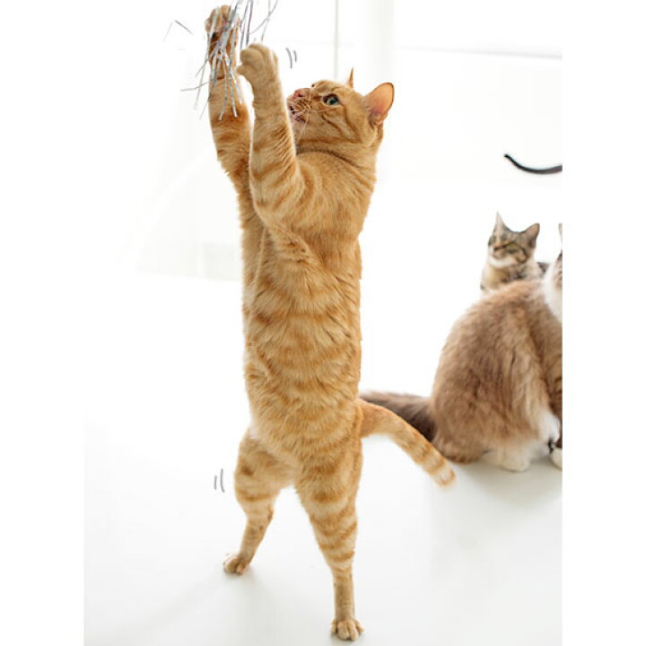 楽天市場 猫 おもちゃ Icat Flying Cat 釣りざお猫じゃらし 付替用フライ メール便ok 猫用おもちゃ ペットグッズ ねこ ネコ 猫じゃらし 釣り竿 プチプラおもちゃ 猫のおもちゃ Icat I Dog 楽天 あす楽 翌日配送 犬の服のidog