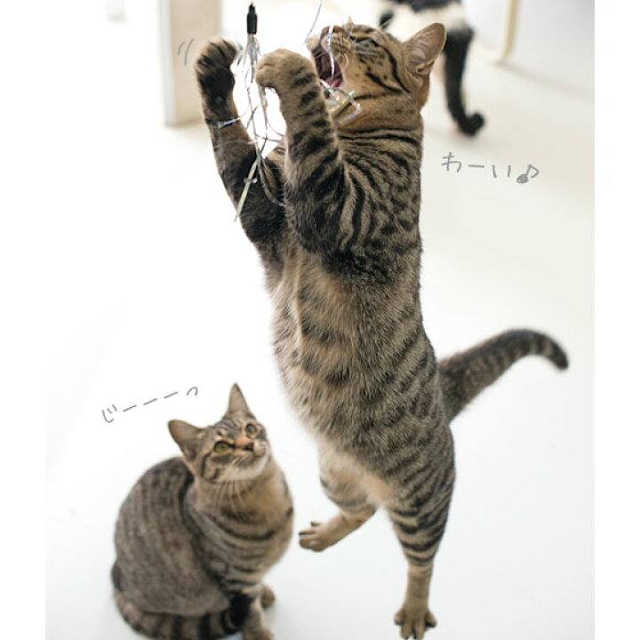 楽天市場 猫 おもちゃ Icat Flying Cat 釣りざお猫じゃらし 付替用フライ メール便ok 猫用おもちゃ ペットグッズ ねこ ネコ 猫じゃらし 釣り竿 プチプラおもちゃ 猫のおもちゃ Icat I Dog 楽天 あす楽 翌日配送 犬の服のidog