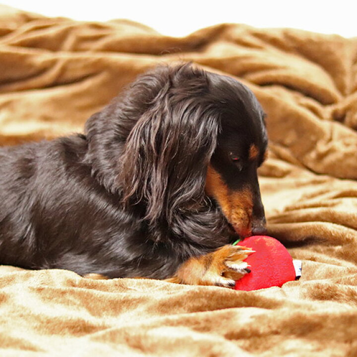 楽天市場】【 犬 おもちゃ 】iDog りんごボール 鈴入り アイドッグ【 あす楽 翌日配送 】【 布製 ぬいぐるみ ドッグトイ 犬のおもちゃ 玩具 笛入り 音 鈴 超小型犬 小型犬 犬用 i dog 楽天 】 : 犬の服のiDog 楽天市場】【 犬 おもちゃ 】iDog りんごボール 鈴入り アイドッグ【 あす楽 翌日配送 】【 布製 ぬいぐるみ ドッグトイ 犬のおもちゃ 玩具 笛入り 音 鈴 超小型犬 小型犬 犬用 i dog 楽天 】 : 犬の服のiDog