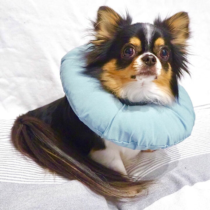 公式の店舗 犬用介護用品 Idog Shield Coat エリザベスカラー アイドッグ Shipsctc Org