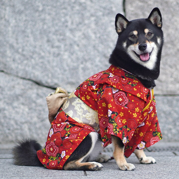 楽天市場】【クリアランスセール☆30％OFF】【 着物 犬 服 】iDog 愛犬 