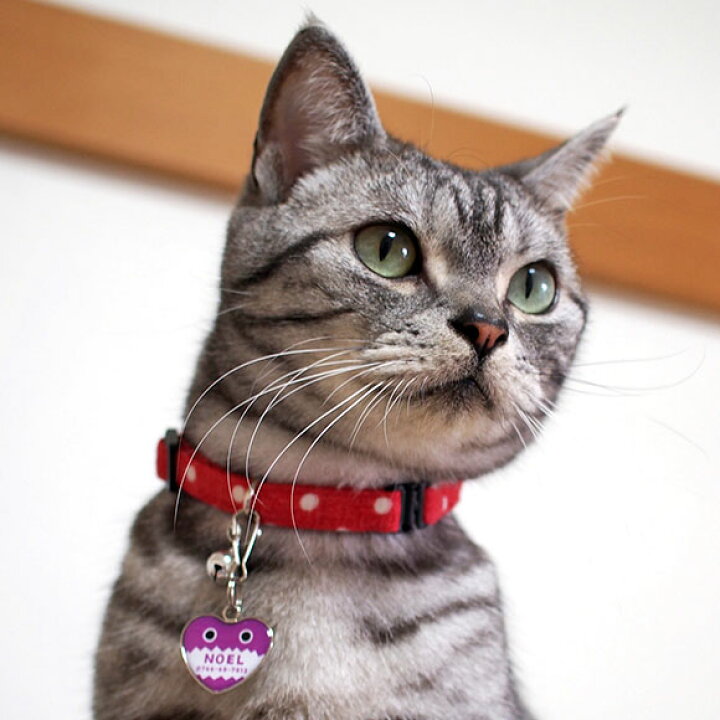 保障 セール 30 Off 犬 迷子札 名札 猫 ネームタグ きのこ Idog Icat メール便ok Shipsctc Org