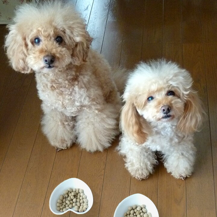 楽天市場 犬 ドッグフード ジロ吉ごはんだよ オールステージ1kg ３袋 ドッグ フード ドライフード 犬用フード 餌 エサ えさ ご飯 ごはん まとめ買い セット I Dog 楽天 あす楽 翌日配送 犬の服のidog