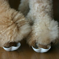 �ڸ��ɥå��ա��ɡۥ����Ȥ��Ϥ����3�糧�å����ݾ�������ݡ���1kg&times;3�ޤޤȤ��㤤���å�[�᡼�����Բ�]����������̵���ۡڥɥå��ա��ɥɥ饤�ա��ɸ��ѥա��ɱ¥����������Ӥ��Ϥ�ۡڤޤȤ��㤤�������åȡۡ�idog��