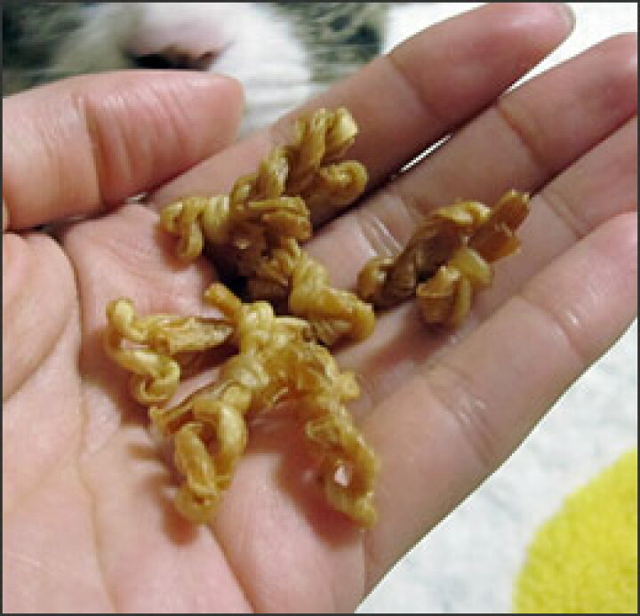 最大49%OFFクーポン アースバイオケミカル 食べられる歯みがきロープ 愛猫用 smaksangtimur-jkt.sch.id