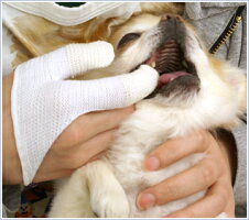 【犬】【デンタルケア】犬口ケアゆび歯ぶらし。商品画像3。