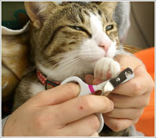 【犬】【猫】【ブラシ】ペッツルートフルーツ村カーブ爪切り。商品画像3。