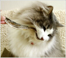 【犬】【おやつ】モフモフデリmofmofDeli北海のひめたら。商品画像3。