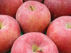 【福島産 サンふじりんご 約5kg11〜16玉】