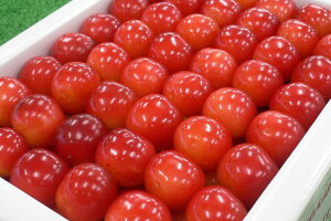 �y�����Y ���G ������ ���� �g�G��L�T�C�Y�ȏ�1kg��l���ϔ��z