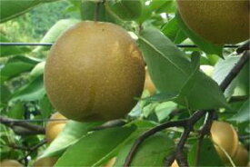 【福島産　萱場梨『王秋』 秀品以上 約5kg（7〜12個）】