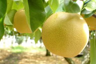 【福島産　萱場の梨『幸水 豊水 あきづき 南水』 秀品以上 約2.5kg（6〜10個）】