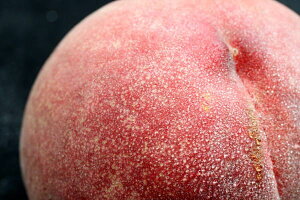 �y�����̓��@���Z���T�[�v���~�A���s�[�` ���G ��5kg�i20�j�z