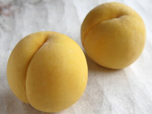 �y�����̓��@�w�������x ��2.5kg�i8�`11��)�z