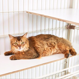 L P[W Xebv LXebv ǉp O^Cv ʏ^Cv X^Cv ˂̘f NA{E xbh {E Lbg^[ ieneko ˂ CGlR LP[Wp