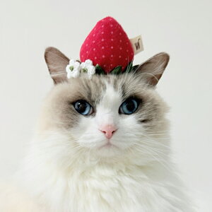 L Ԃ LbgEGA L Gv L Xq a ؍ZNgACe   ieneko ˂ CGlR