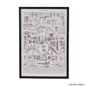 DULTON ARTFRAME TRICERATOPS PALEONTOLOGIE �g���P���g�v�X �_���g�� ����