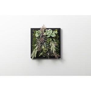 �A�����^�b�N�X[XGC002M7]SONOFlower Type B