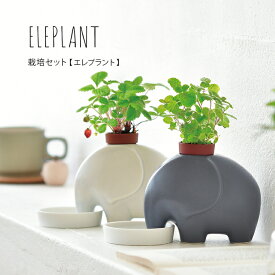 【スーパーセール開催中♪】 ギフト 栽培セット 陶器 エレプラント 聖新陶芸 栽培キット 室内 ハーブ アップルミント ワイルドストロベリー おしゃれ 母の日 父の日 プレゼント