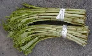 山形県産 天然山菜ごぼうアザミの塩漬け全国送料無料　一度は味わいたい山菜 1kg