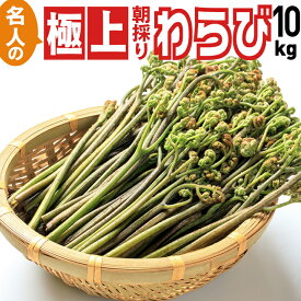 【早い者勝ち】極太わらび 10kg 名人の極上朝採り 山形県飯豊連峰産 全国送料無料 ※沖縄・離島発送不可 クール便 5月下旬より発送