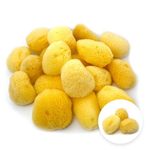【送料無料】天然海綿シルク種 (4-5cm) Mサイズ キメが細かく優しい肌触り シルク海綿スポンジ 業務用大容量 まとめ買い用 生理 サニタリー ソフト 色:ナチュラル、サイズ:3個