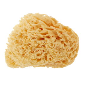 【送料無料】天然海綿ハニコム種 ボディスポンジ イタリアベリーニ社製  14cm 〜 16cmイタリアベリーニ社 天然海綿 最高級種 シルク種 スポンジ アトピー 乾燥肌 ニキビ 背中ニ