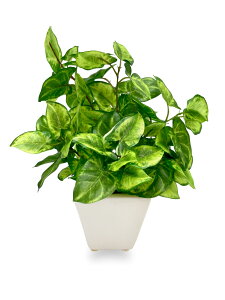 yz[ mamawreath ] ϗtA tFCN ~j |bg VSj[ 1 sv O[    A[eBtBVt[ CeA rO lH  ͂