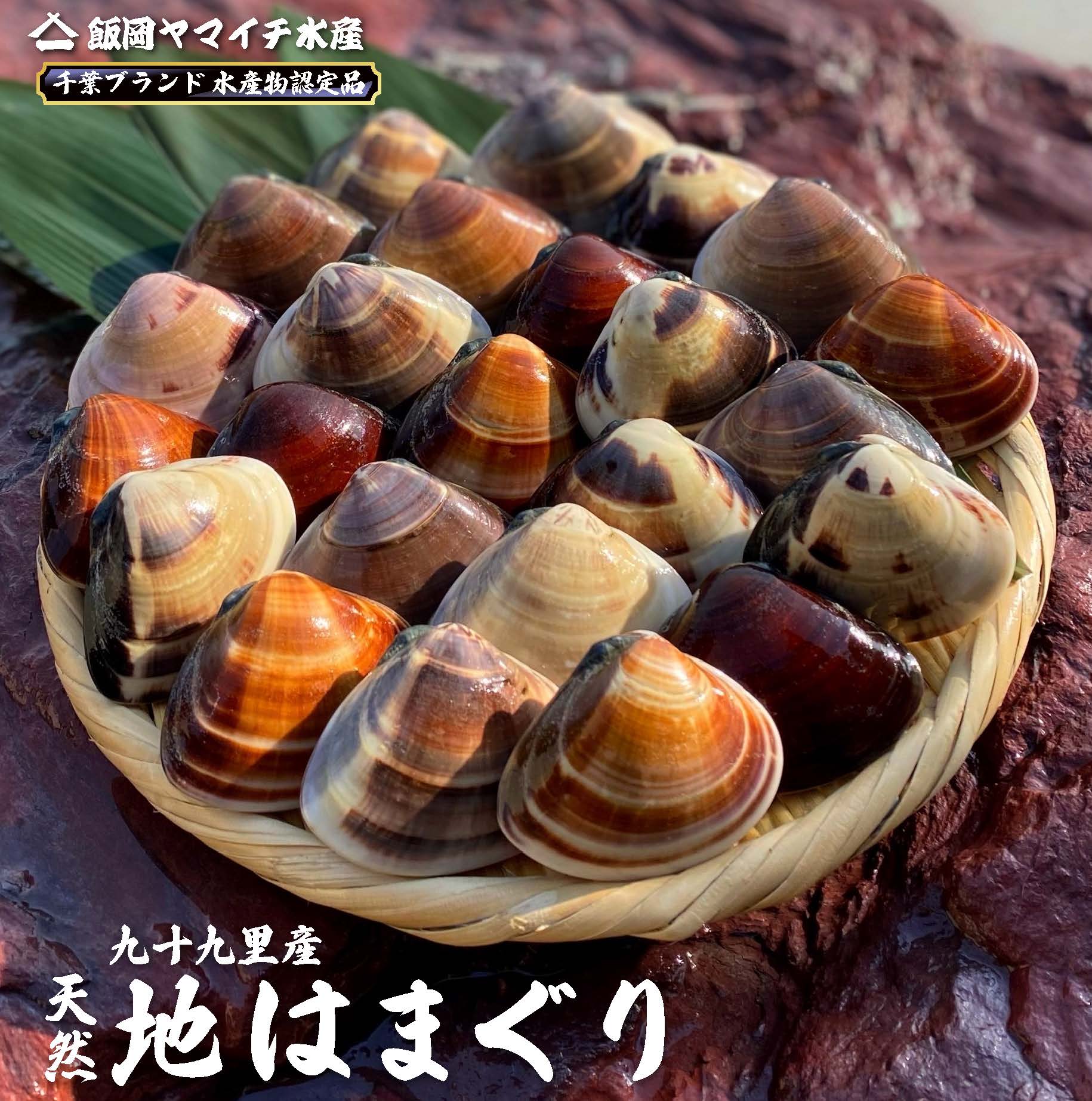 【限定特価】某TV番組で日本一のはまぐり!網元漁師直送【大粒活はまぐり】1K 大-特大サイズ【千葉県産】【九十九里産】【1k】国産 天然 はまぐり ハマグリ 蛤 七五三 バーベキュー 父の日 母の日 節句 お祝い 御中元 御歳暮 ギフト お取り寄せ