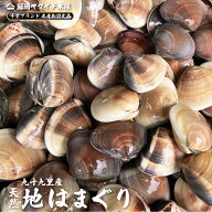 【天然活はまぐり】中サイズ【千葉県産】【九十九里産】【1k〜】国産　天然　はまぐり　ハマグリ　蛤　七…