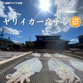 甘くて柔らか〜い★絶品ヤリイカの一夜干し
