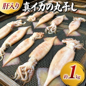 【訳あり】 真イカの丸干し 約1キロ　大中サイズ