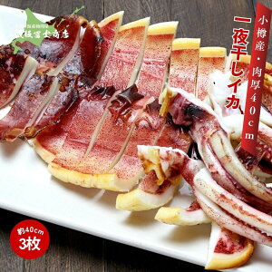 kCMs эymX Ɛ MOlY 銱CJ 3 140cmO Ygp Ă    p Mtgp ٓ т̂ ܂