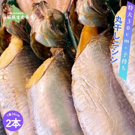 【今だけ10%OFF】【レビューで10%OFFクーポン進呈中！】1本×2個 北海道小樽市 飯坂冨士商店 丸干し子持ちニシン 1本 30cm前後 子持ち ニシン 焼き魚 1本姿 お取り寄せ ご自宅用 ギフト用 お弁当 ご飯のお供 おつまみ