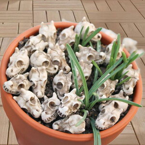 �~�j�h���S���w�b�h�X�P���g�����A���Ȓ���20�Z�b�g DIY�f�X�N�g�b�v�p�[�e�B�[�̋L�O�i
