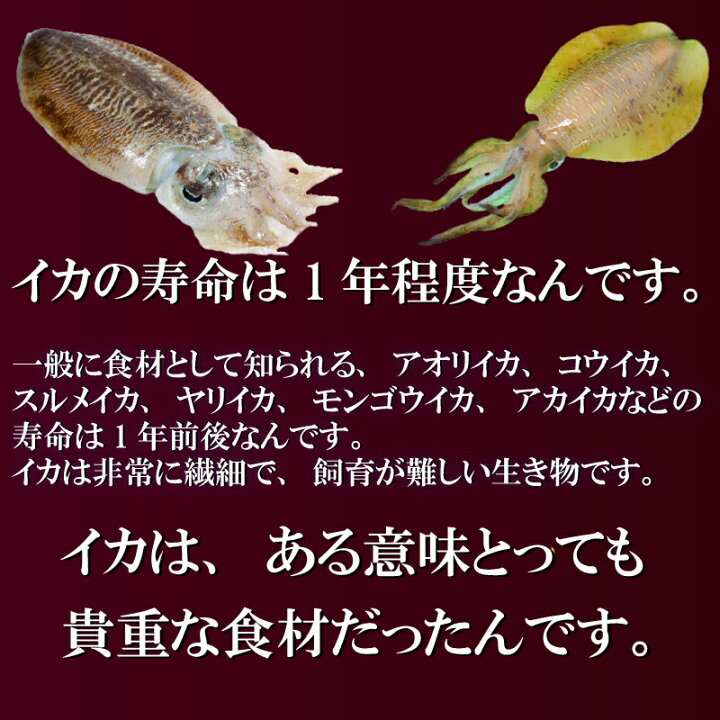 楽天市場 イカ丼セット 各2pイカ イカ丼 漬け丼 漬け 海鮮丼 コウイカ アオリイカ 甲イカ 食べ比べ 漬け丼セット 冷凍 取り寄せグルメ 簡単 玄界灘 イカの刺身 タイ 海鮮 地魚 福岡 イカの名産地 送料無料 母の日 父の日 福岡の真鯛 福津いいざい 楽天市場 イカ丼セット 各2pイカ イカ丼 漬け丼 漬け 海鮮丼 コウイカ アオリイカ 甲イカ 食べ比べ 漬け丼セット 冷凍 取り寄せグルメ 簡単 玄界灘 イカの刺身 タイ 海鮮 地魚 福岡 イカの名産地 送料無料 母の日 父の日 福岡の真鯛 福津いいざい