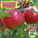 【りんご】 サンふじ 10kg 2025年 12月上旬より順次発送 先行予約 長野 送料無料 長野県飯綱町産 長野県飯綱町 訳あり 自宅用 家庭用 信州 10キロ ギフト 林檎 リンゴ 名産 特産