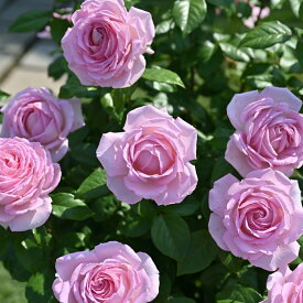デルバールアローム・ディヴァンピンク2年生大苗薔薇苗 ばら ROSE ローズ 強香