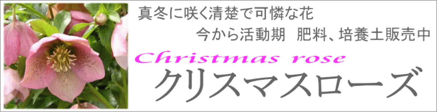 クリスマスローズ