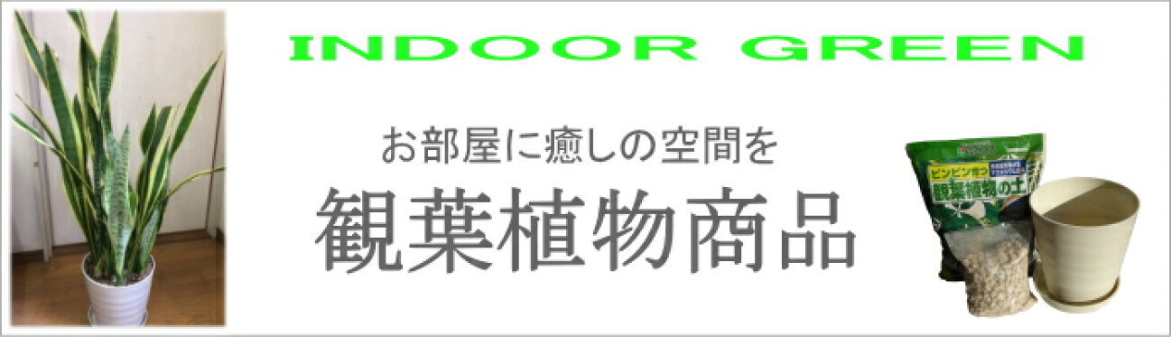 観葉植物特集
