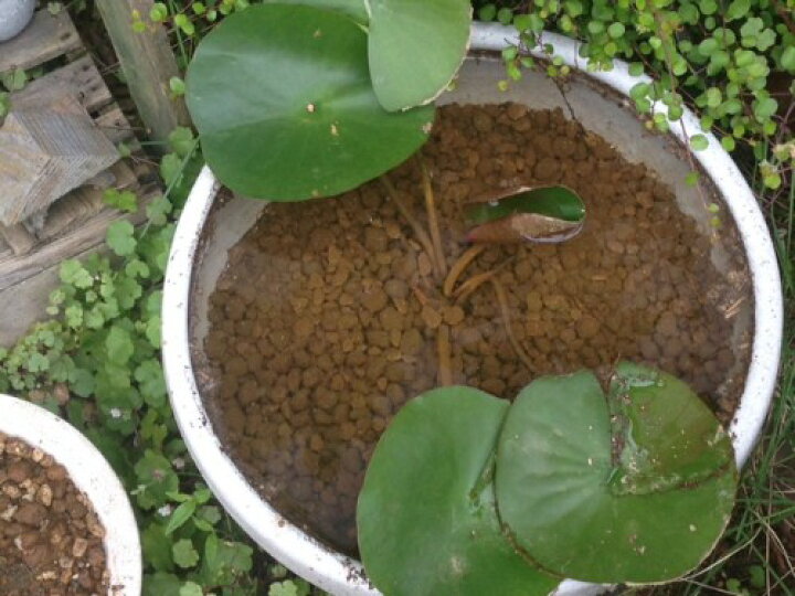 楽天市場 赤玉土 小粒使い切り 2l 保水性 通気性 土壌改良 スイレン 睡蓮鉢 水生植物 メダカ ガーデニング用品テラコッター 楽天市場 赤玉土 小粒使い切り 2l 保水性 通気性 土壌改良 スイレン 睡蓮鉢 水生植物 メダカ ガーデニング用品テラコッター