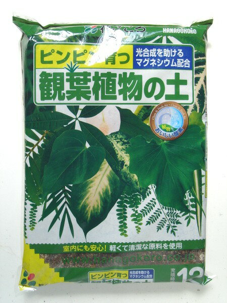 楽天市場 観葉植物の土１２ｌ テーブルヤシ ウンベラータ モンステラ パキラ ガーデニング用品テラコッター