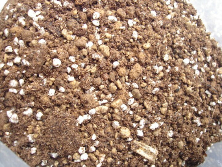 楽天市場 多肉植物 の 土 肥料入り業務用 約５l寄せ植え 寄植え セダム植え替え 植替え セダム エケベリア ハオルチア アガベ 土 プレゼント ガーデニング用品テラコッター