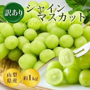 y91~oׁzR VC}XJbg  bB 1kg Yn Ȃ 炲 Hׂ Â 嗱  Ԃǂ uhE  t[c Mtg p ƒp p hV̓ v[